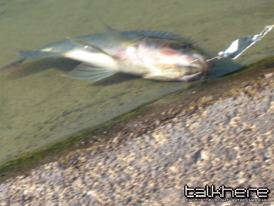 fish 044.jpg