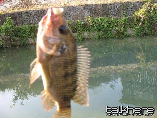 fish 045.jpg