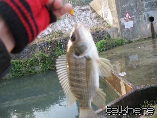 fish 048.jpg