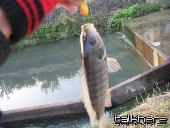 fish 047.jpg