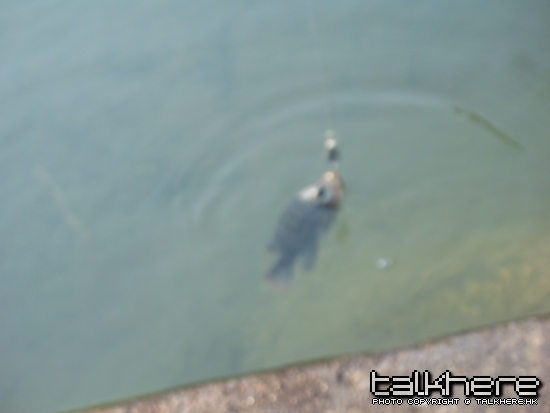 fish 046.jpg