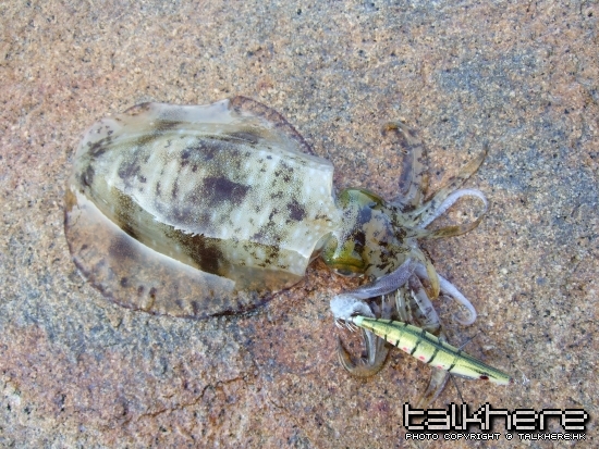 DSCF5231.JPG