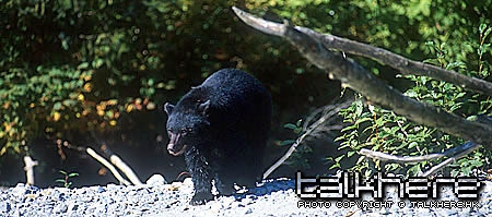 bear.jpg