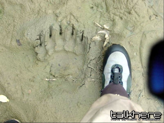 Grizzly-footprint.jpg