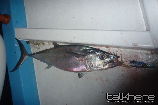 犬齿。。这趟一共三只，都是小的