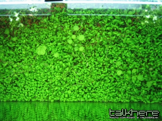 GLOSSO 004.JPG