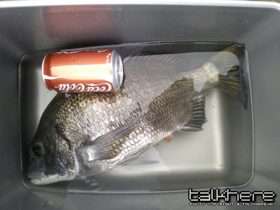 50cm 4.3lb