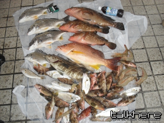 全日魚穫
