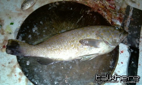 IMAG0081.jpg