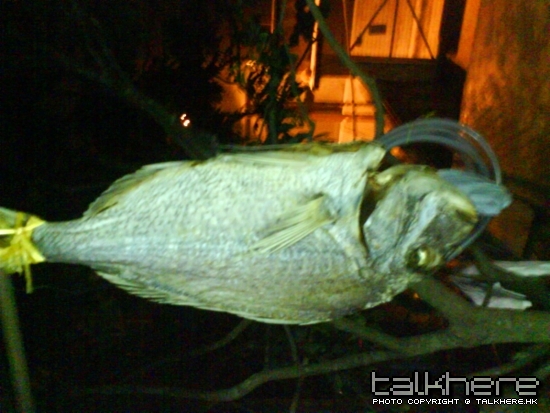 赤立咸魚１
