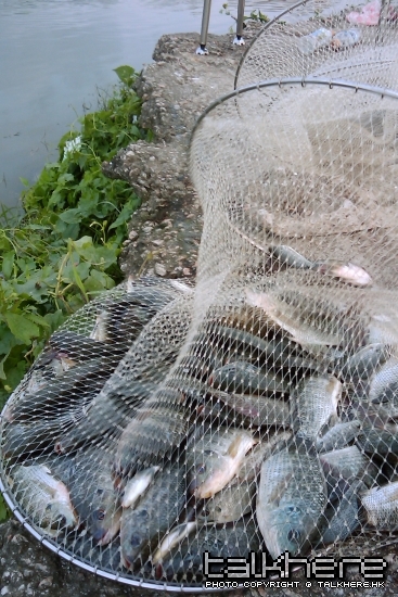 魚獲
