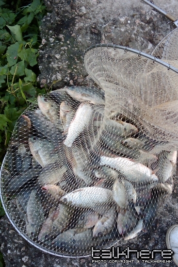 魚獲