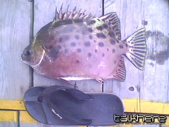 IMG0102A.jpg