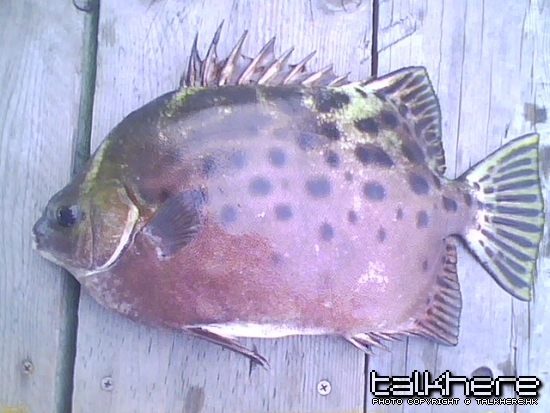 IMG0101A.jpg