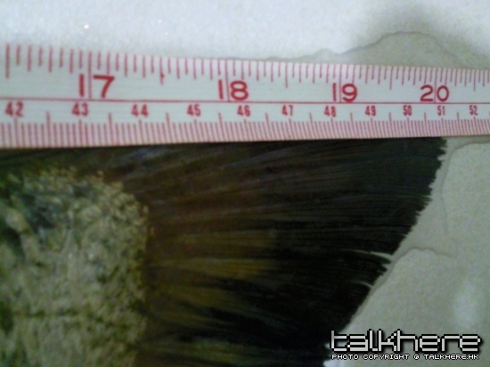 相片0091 - 複製.jpg