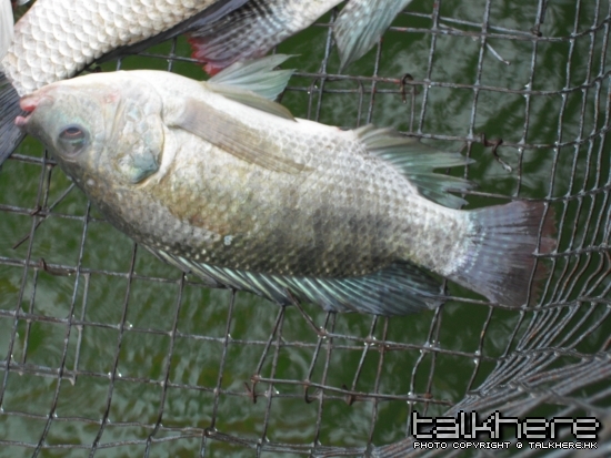 DSCF6482.jpg