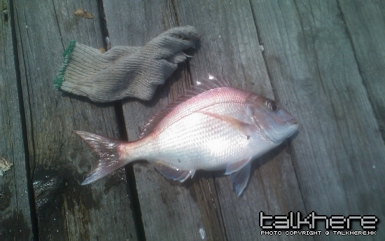 小真鲷