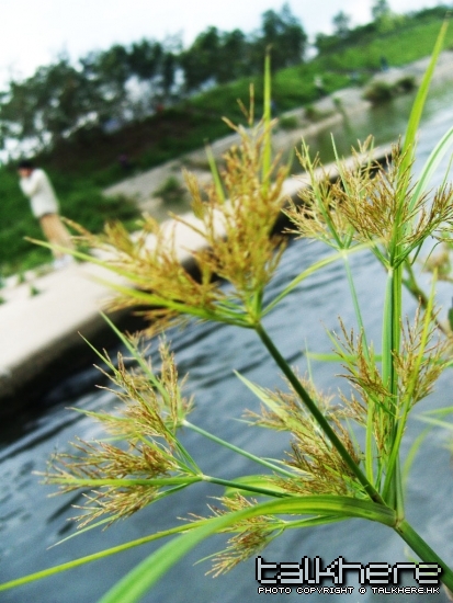 SN205995.JPG