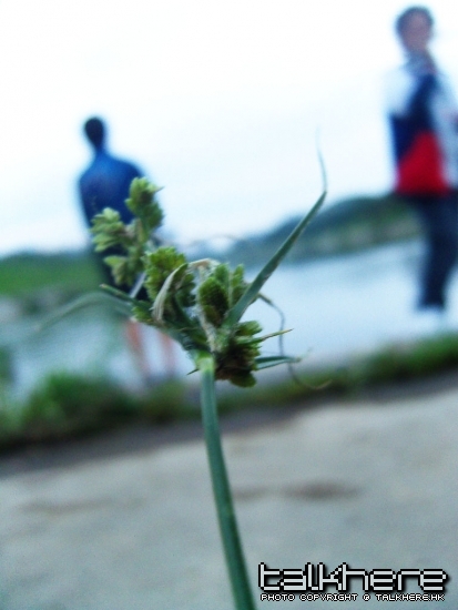 SN206004.JPG