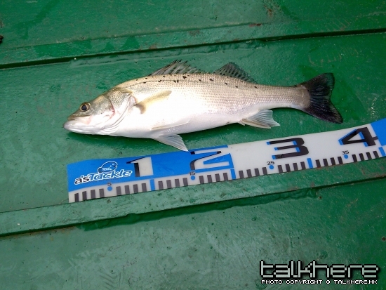 釣成日冼得條上到下尺- -灰到爆