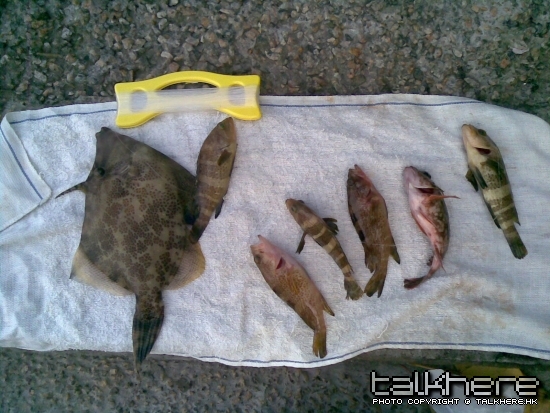 什魚一堆
