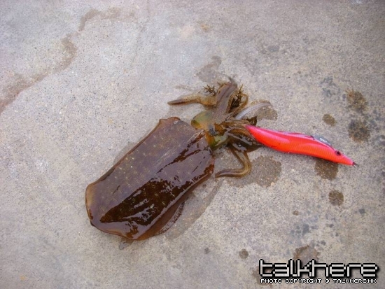 朋友的