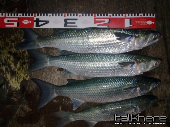 20100503015.jpg