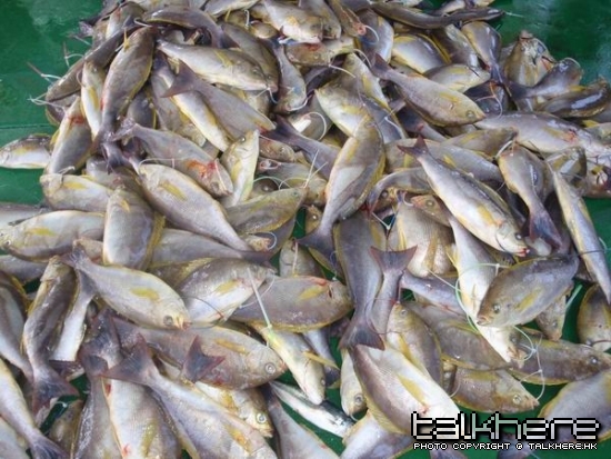 魚獲