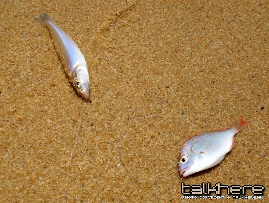 SL270903.JPG