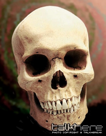 human_male_skull.jpg