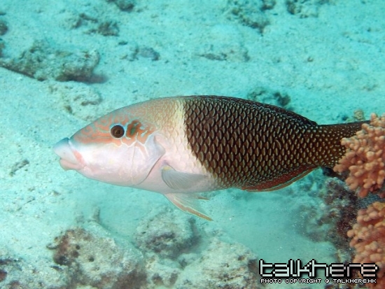 Hemigymnus melapterus  (Bloch, 1791).jpg