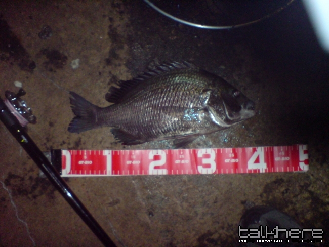 40cm較為食得細口