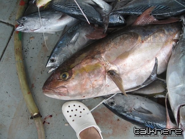 釣獲