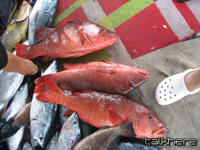得三條紅友