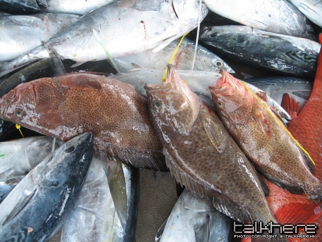 釣獲