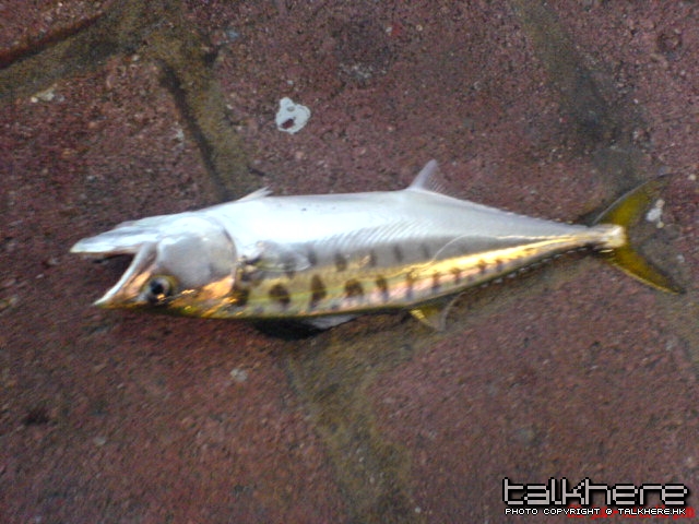 DSC00323.JPG