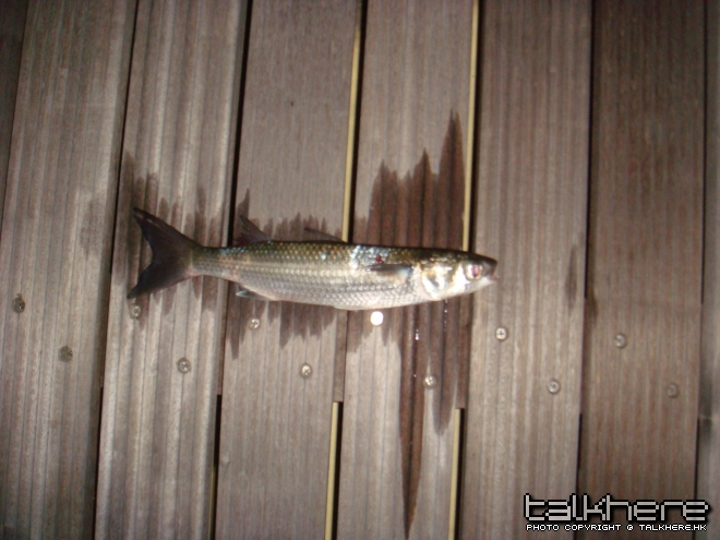 DSC01203.JPG
