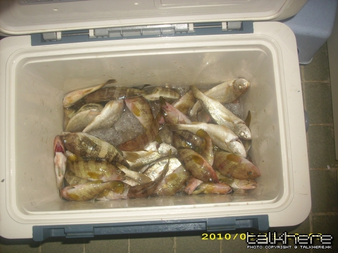 攞番屋企1/4魚獲(細條)