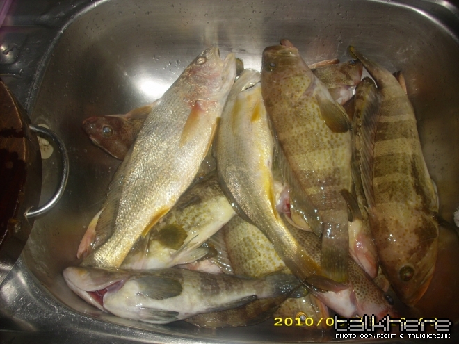 攞番屋企1/4魚獲(大條)