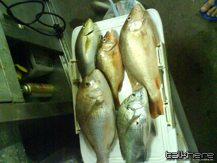 沙立斤半紅魚一斤