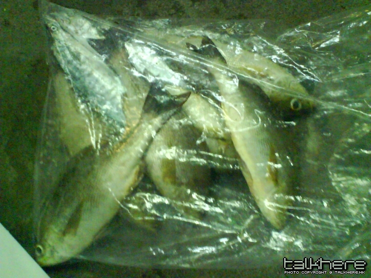 DSC00093.JPG