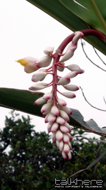 Wild Flower.jpg