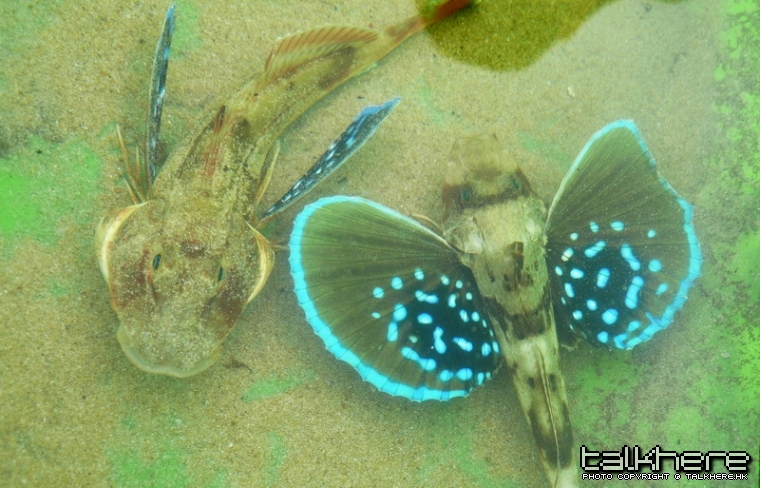 Fish 1.jpg