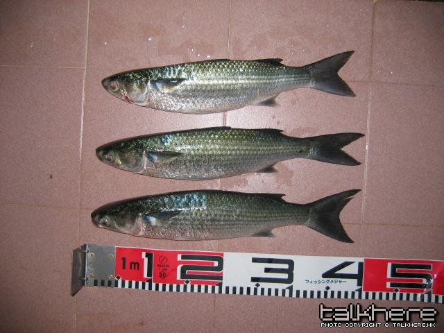 照片 226.jpg