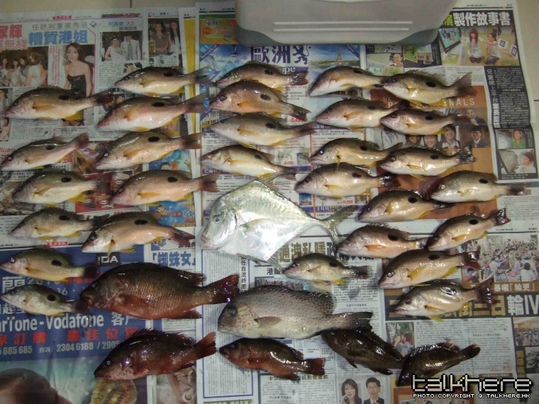 雜魚1, 有紅鮪,火點,斑仔,細鱗,白公公等