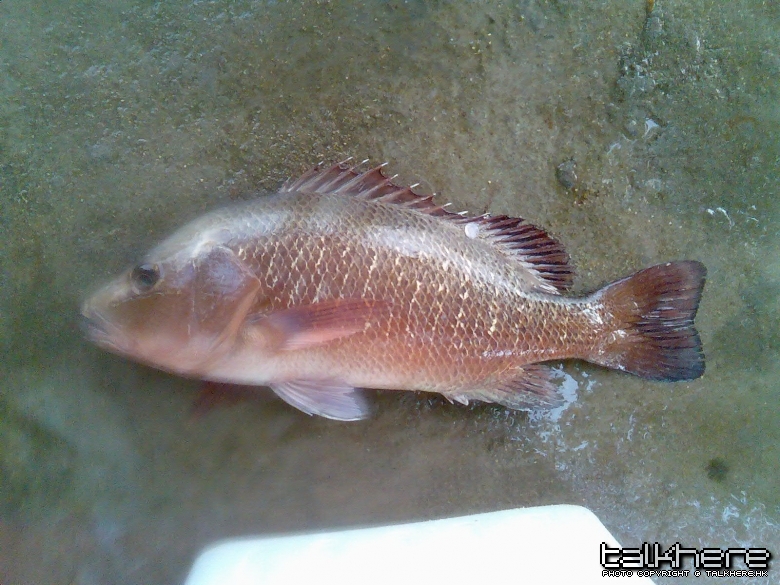 圖像000.jpg
