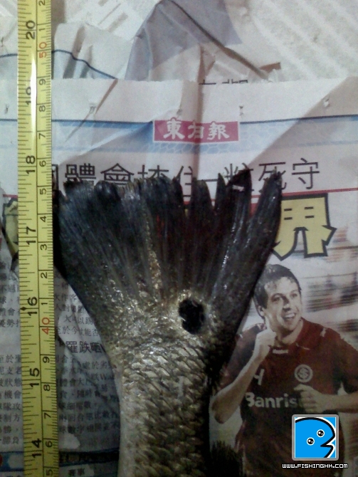 20100810-45cm1.8lb-03.jpg