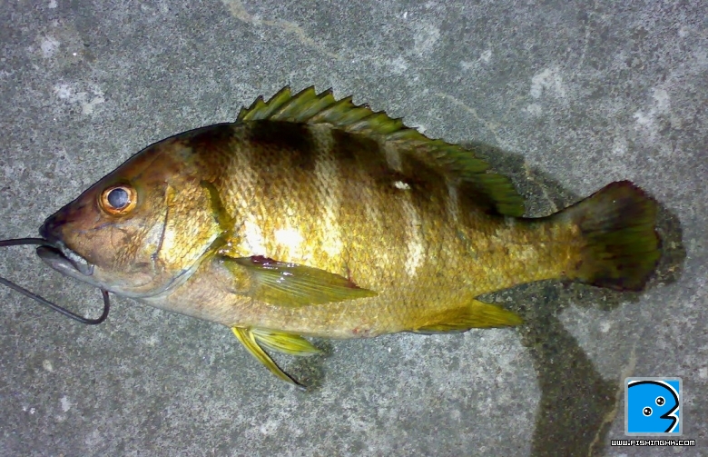 20080219375.jpg