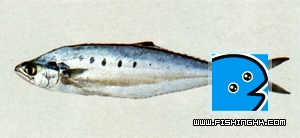 a703-09.jpg