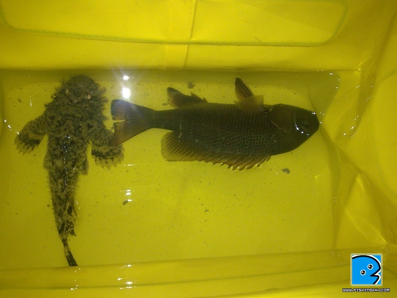小朋鮋，石魚崇